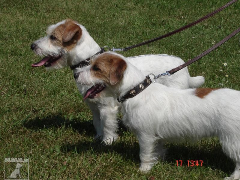 Jack Russell teriér