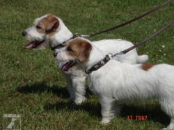 Jack Russell teriér