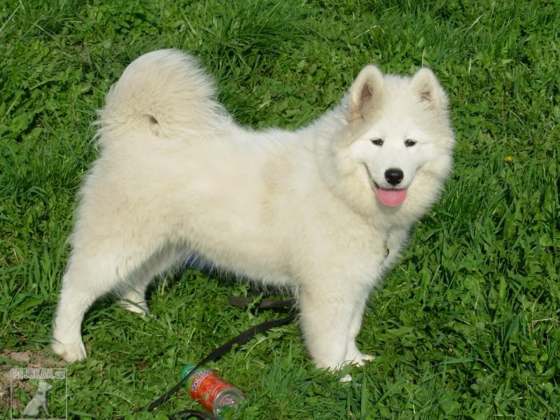 Samojed