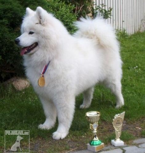 Samojed