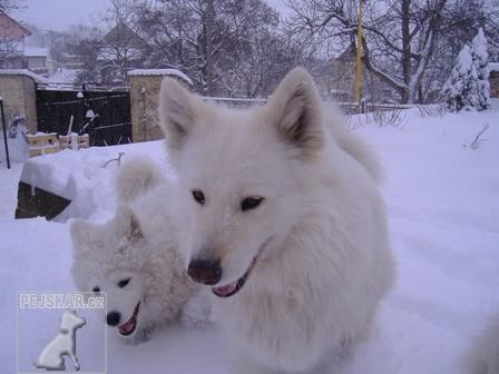 Samojed