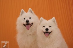 Samojed