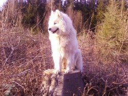 Samojed