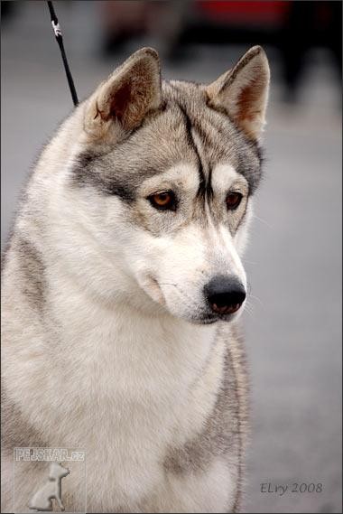 Sibiřský husky