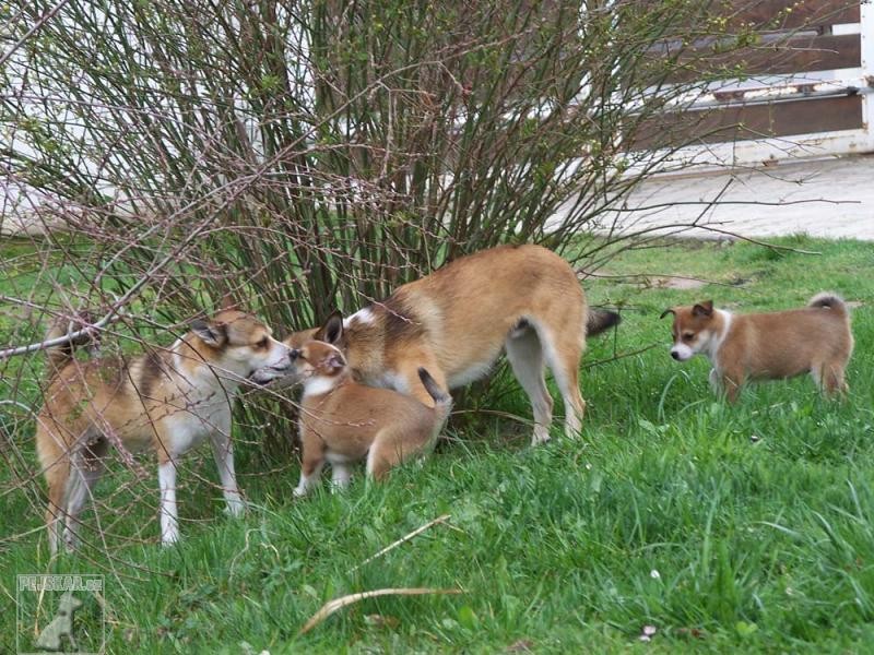 Norský lundehund