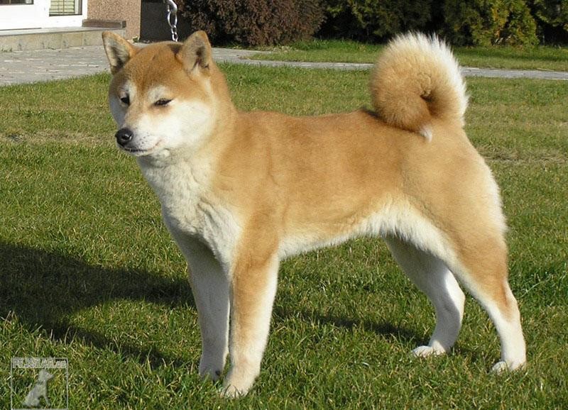 Shiba-Inu