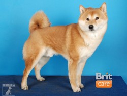 Shiba-Inu