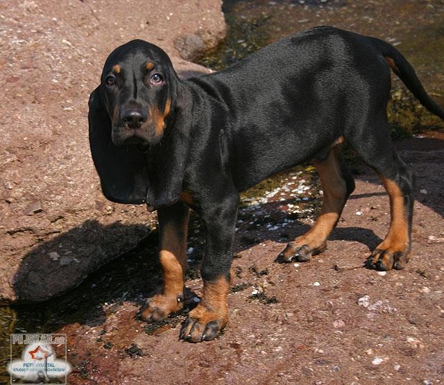 Černo-tříslový coonhound