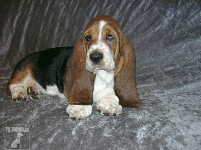 Basset