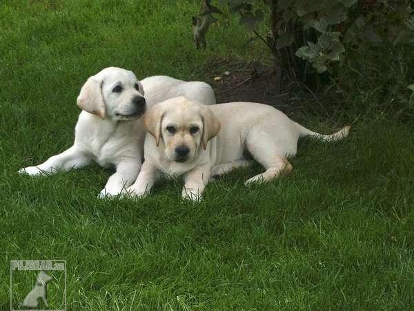 Labradorský retrívr (Labrador)