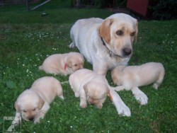 Labradorský retrívr (Labrador)