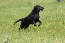 Labradorský retrívr (Labrador)