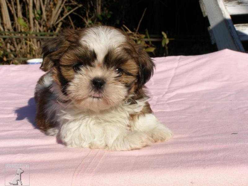 Shih-tzu