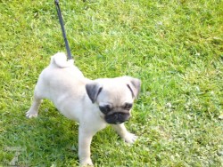 Mops