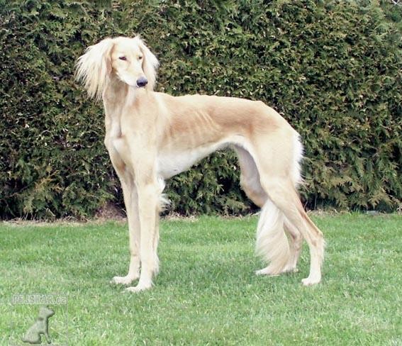 Saluki (Perský chrt)