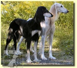 Saluki (Perský chrt)