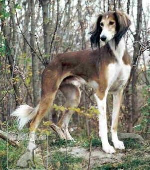 Saluki (Perský chrt)