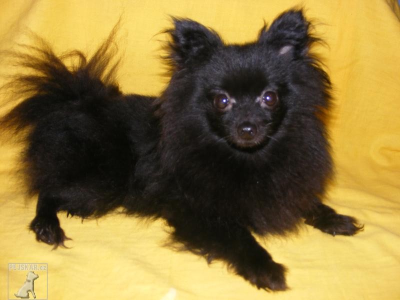 Německý špic trpasličí (Pomeranian)