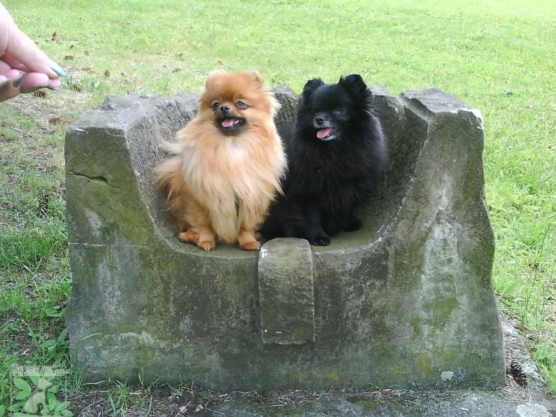 Německý špic trpasličí (Pomeranian)