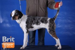 Louisianský leopardí pes (Catahoula)