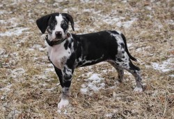 Louisianský leopardí pes (Catahoula)