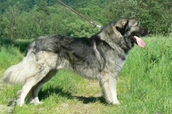 Rumunský pastevecký pes - carpatin