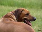 RIDGEBACK TEPLICE