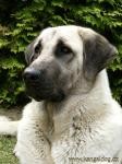 Kangal dog