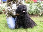 Black puli