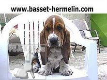 BASSET HOUND Queen´s Hermelin