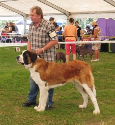 Beauty St.Bernard Star