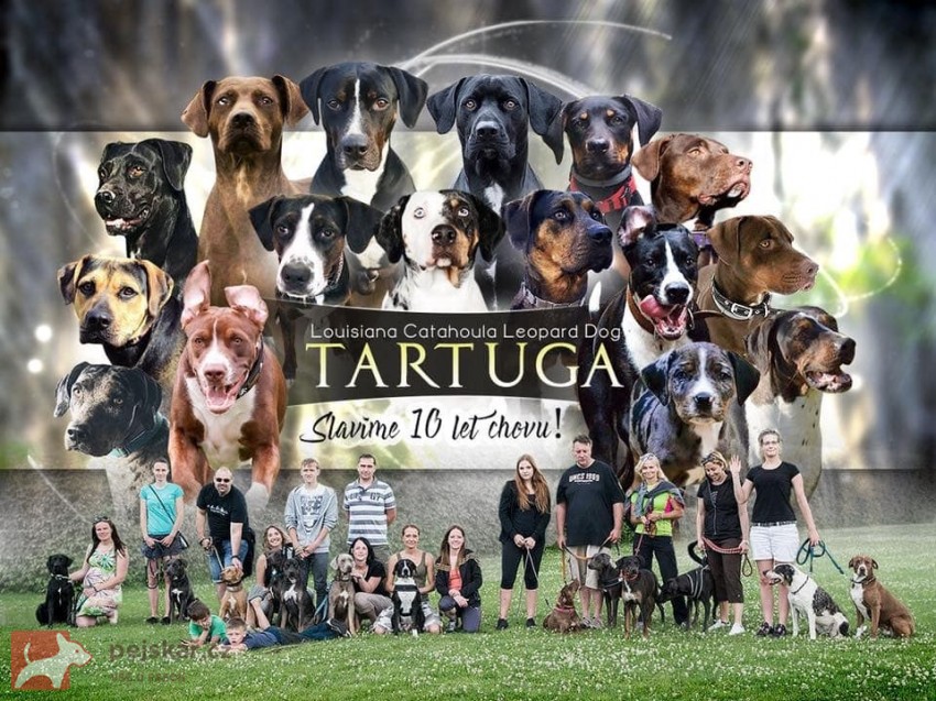 Tartuga