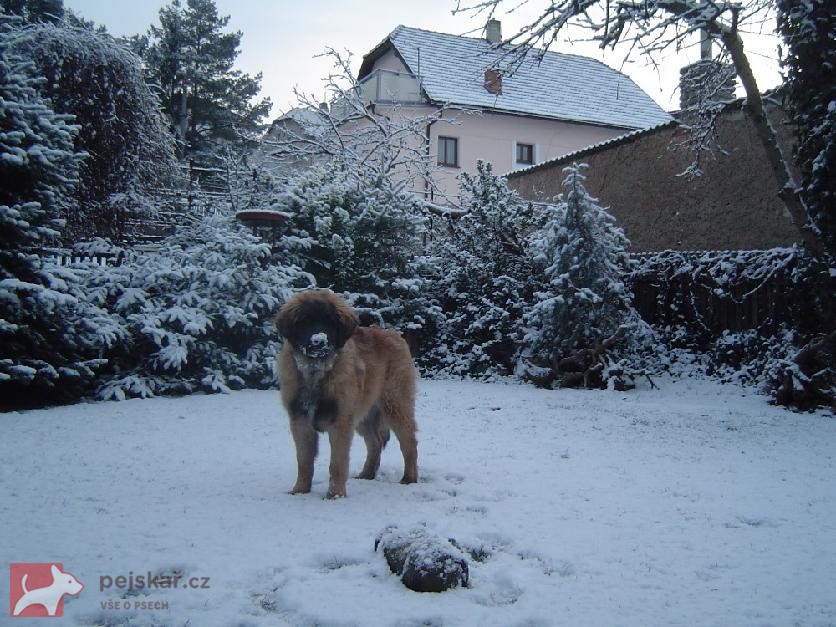 leonberger Ensson Bohemia