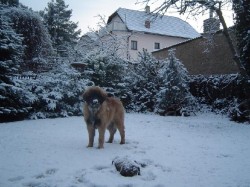 leonberger Ensson Bohemia