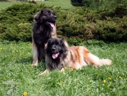 leonberger Ensson Bohemia