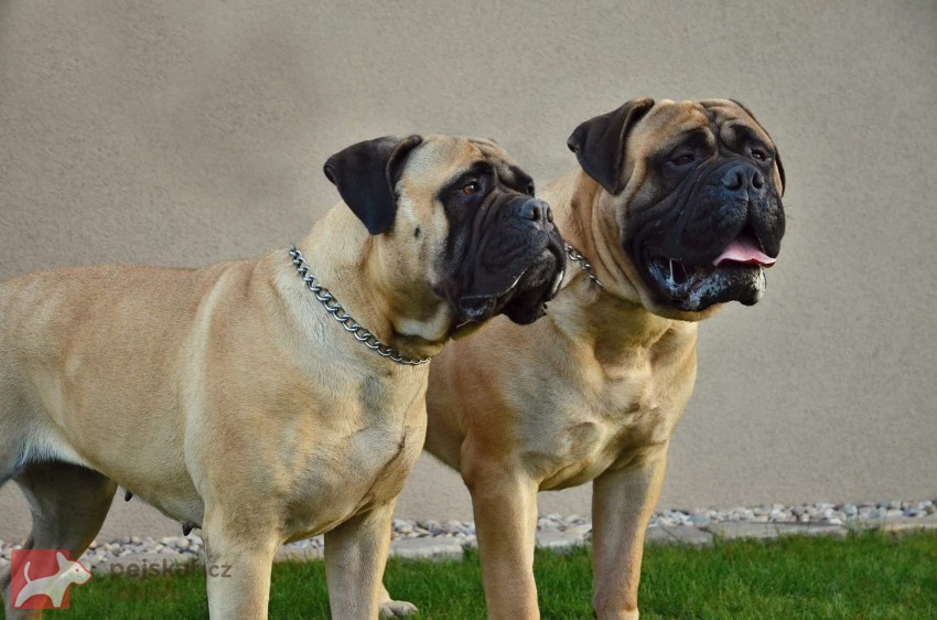 Bulmastiff