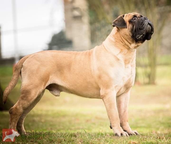 Bulmastiff