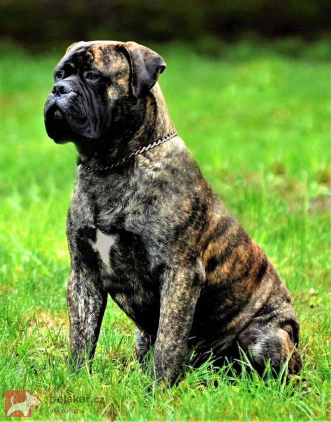 Bulmastiff