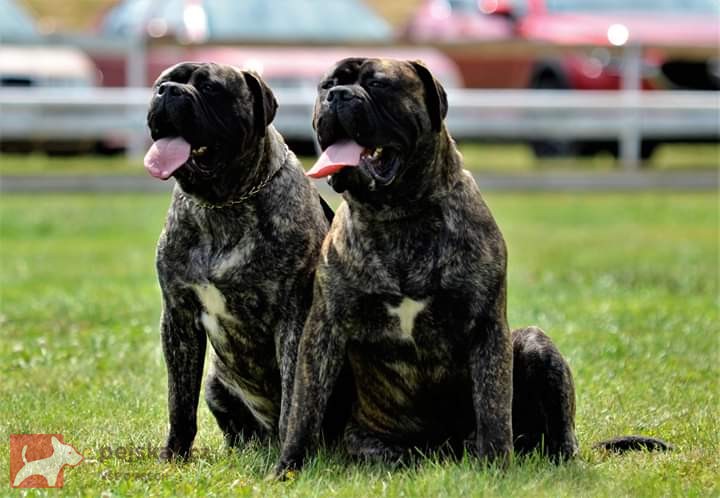 Bulmastiff