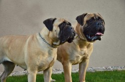 Bulmastiff