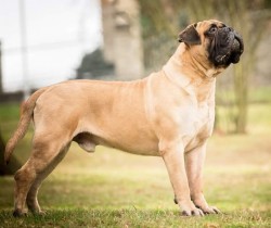 Bulmastiff