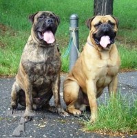 Bulmastiff