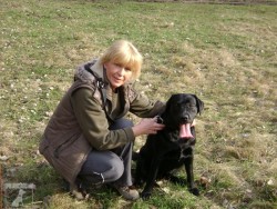 CHS Labrador a Golden Retriever Lovely Shine