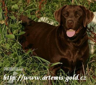 Artemis Gold