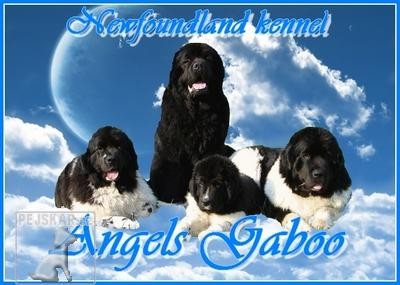 Angels Gaboo