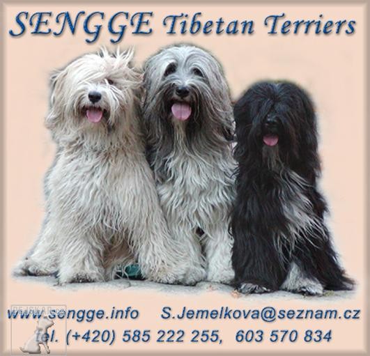SENGGE Tibetan Terriers