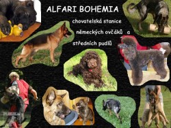 Alfari Bohemia