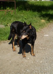 Beauceron Stampa de la Tuile au Loup