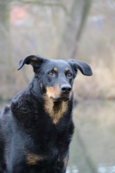 Beauceron Chikita z Lhotecké linie - domácí hlídač