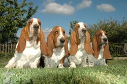 Basset hound Lady Barnett´s